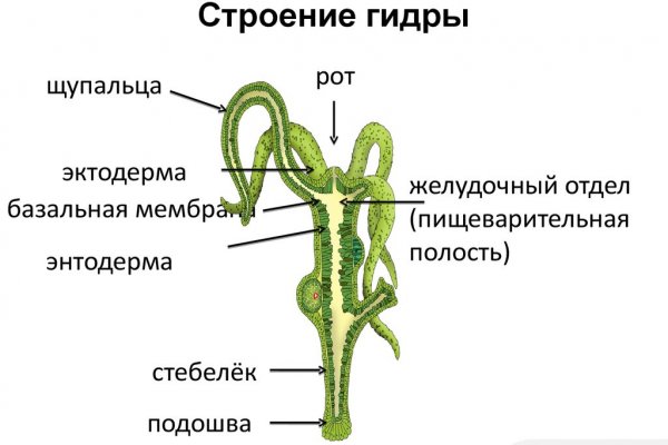 Kraken россия