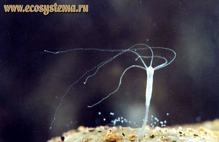 Kraken зеркала маркетплейс