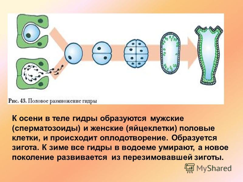 Как восстановить пароль кракен